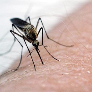 West Nile Virus is transmitted by the bite of an infected mosquito. 