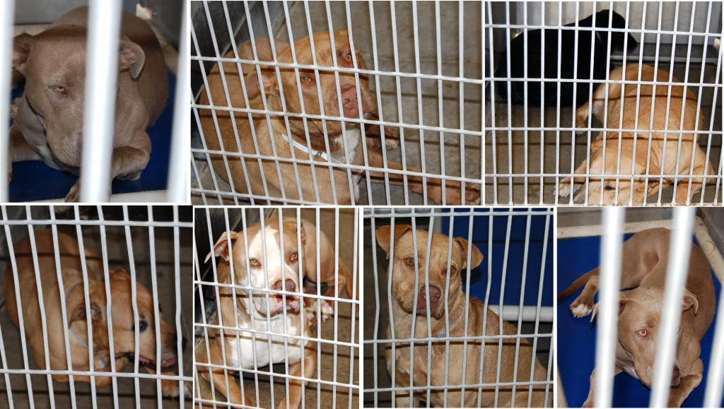 At least four of these dogs were involved in the vicious dog attack on May 9 that killed a 63-year-old Littlerock woman who was out for a morning walk. With nearly $775,000 in additional staffing and equipment going to local animal care and control, authorities hope to prevent future dog attacks.
