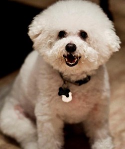 Gardner brutalized and then shot a Bichon Frisé, similar to this one. [not actual dog]