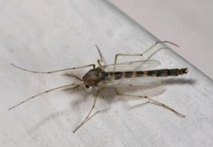Midges are small flying insects that closely resemble mosquitoes. (Joseph Berger, Bugwood.org)