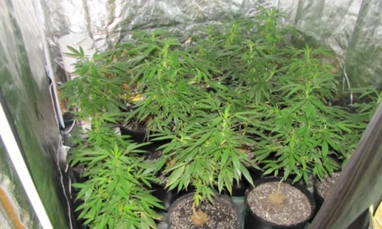 More than a hundred marijuana plants in various stages of growth were seized from a home in the 6100 block of Plaza Court. And alleged gang member was arrested. (Courtesy LASD)