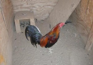27 fight and breeding roosters were seized.