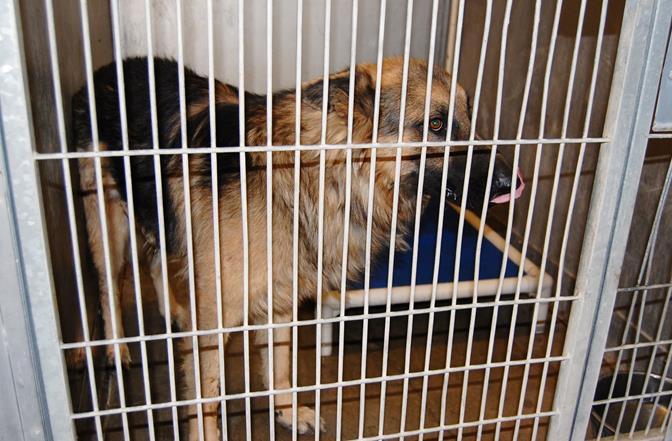 The dog that bit a three-year-old on the back of his neck and the top of his head was in quarantine Tuesday morning and the Lancaster animal shelter. Animal control of conducting a full investigation into the matter, officials said.;