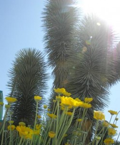 The purchase will help preserve Joshua trees and other native species.