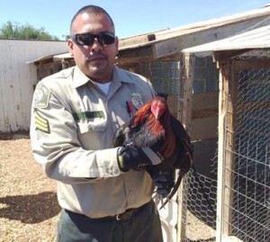 About 150 fighting roosters were seized from a cockfighting ring in the backyard. (LASD)