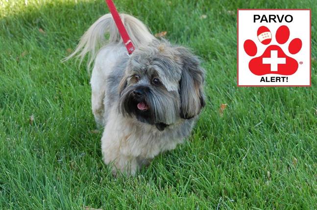Parvovirus infection does not make people sick but can be fatal for dogs. The most common signs of Canine parvovirus infection, commonly referred to as Parvo, include fever, anorexia, lethargy, dehydration, vomiting and diarrhea, which may or may not be bloody. 