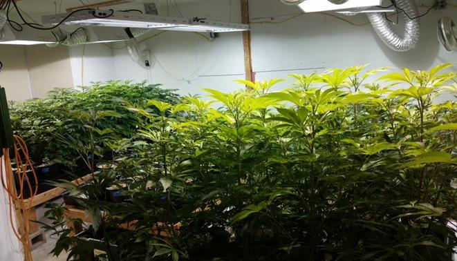  Over 600 marijuana plants were being cultivated inside the residence and detached garage, authorities said. (Photo courtesy LASD)