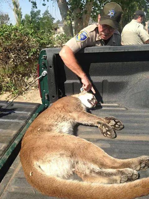 An 80-pound, two-year-old female mountain lion was tranquilized and safely removed from a Rosamond backyard Friday morning. (Photo courtesy "Eye on Rosamond")