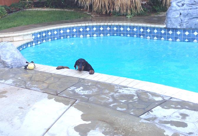 Solop said she took this picture in desperation, fearing it would  last photo of the dog alive. "You can see all the splashed water from my rescue attempts," Solop stated. She said she was crying and felt helpless. (Contributed)