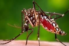 Zika virus is spread to people through mosquito bites. [Image via CDC] 