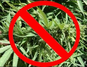 Marijuana ban
