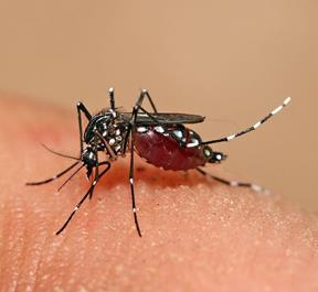 County health officials said there have been no reports of local transmission of the virus, although the Aedes mosquito that is capable of doing so is present in the San Gabriel Valley and other eastern parts of the county. [Aedes mosquito photo via Wiki]