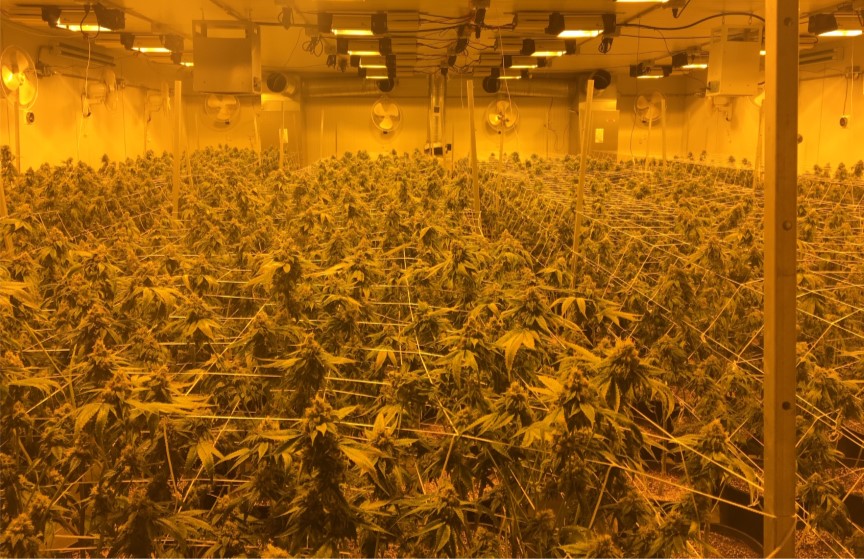 Rosamond search warrants yield 3,759 marijuana plants